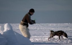 Arctic: Life in the Deep Freeze