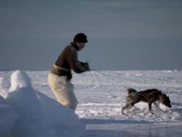Arctic: Life in the Deep Freeze